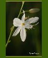 Liliom